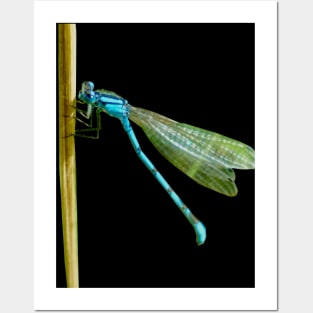 Damselfly Posters and Art